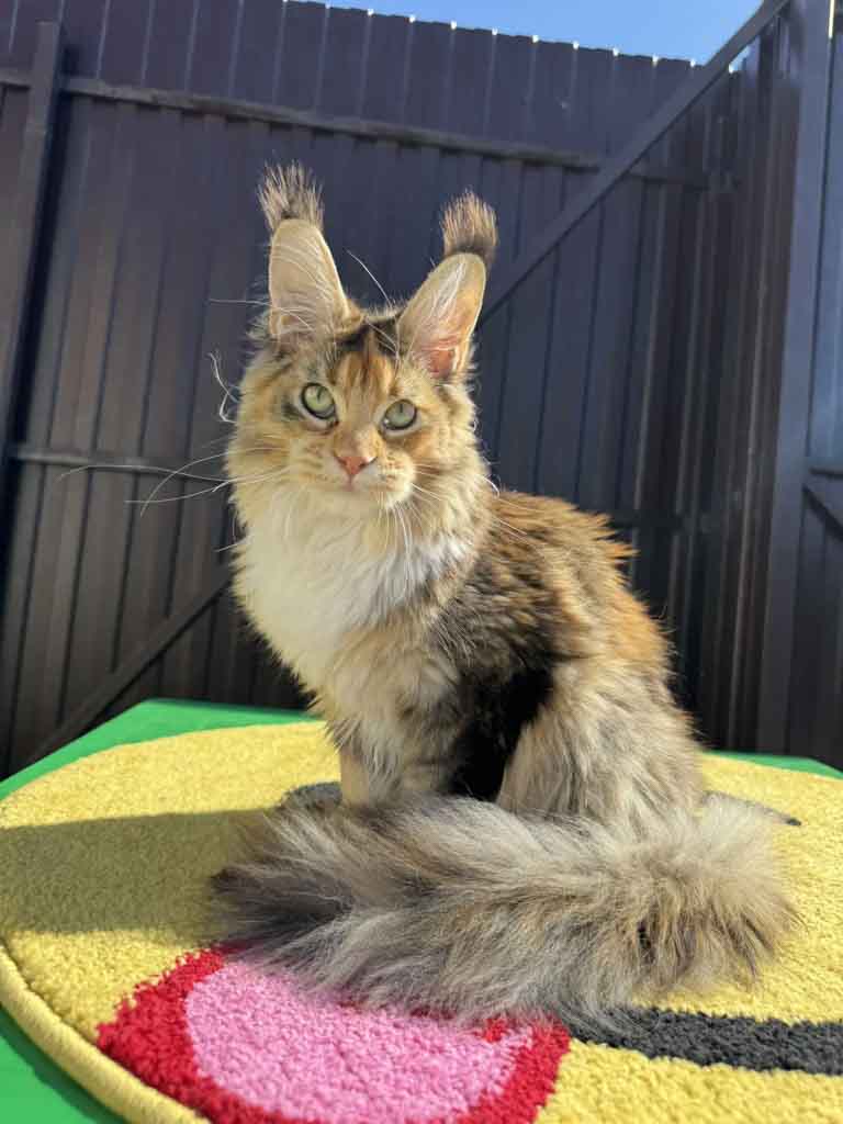 Tortoiseshell ticked tabby and white (f 09 25) Maine Coon queen Unicum Umila: long ear tufts, perfect health – UnicumCat