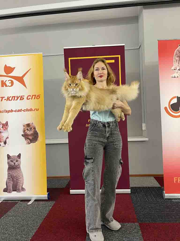 Red ticked tabby (d 25) Maine Coon king Unicum Kissinger: massive body, huge ears, long lynx tips – UnicumCat