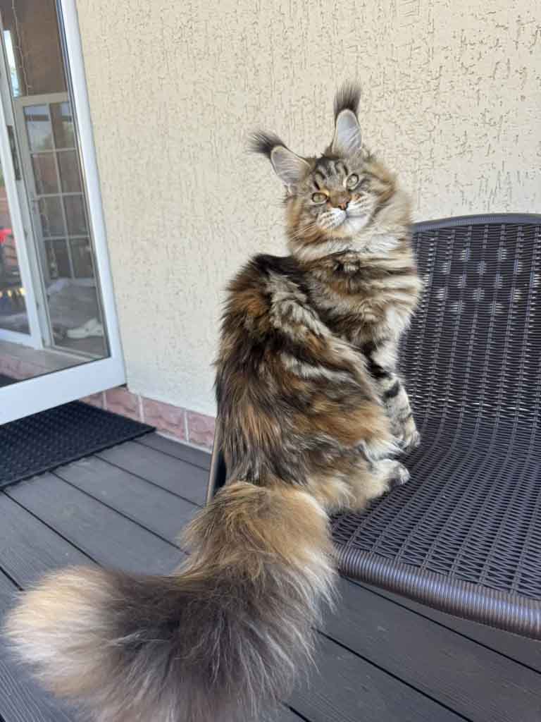 Tortoiseshell classic tabby (f 22) Maine Coon queen Unicum Pampushka: long ear tufts, perfect health – UnicumCat