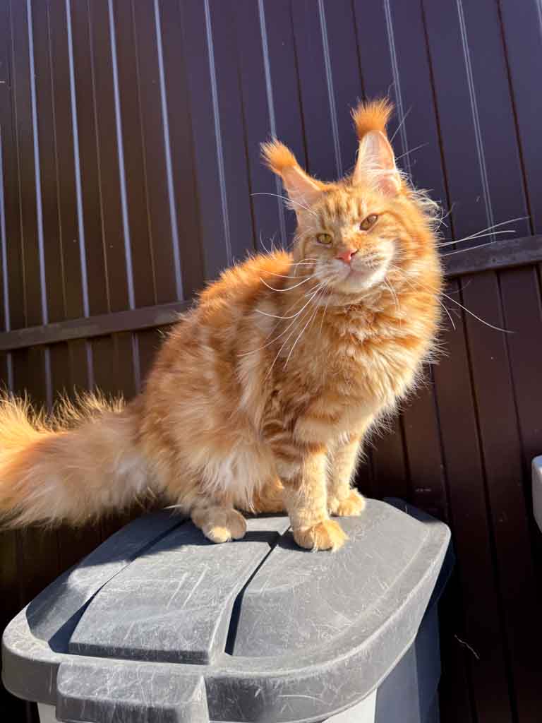 Red classic tabby (d 22) Maine Coon queen Unicum Viltaria: long ear tufts, perfect health – UnicumCat