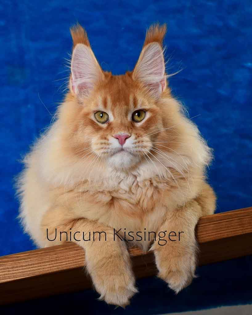 Red ticked tabby (d 25) Maine Coon king Unicum Kissinger: massive body, huge ears, long lynx tips – UnicumCat