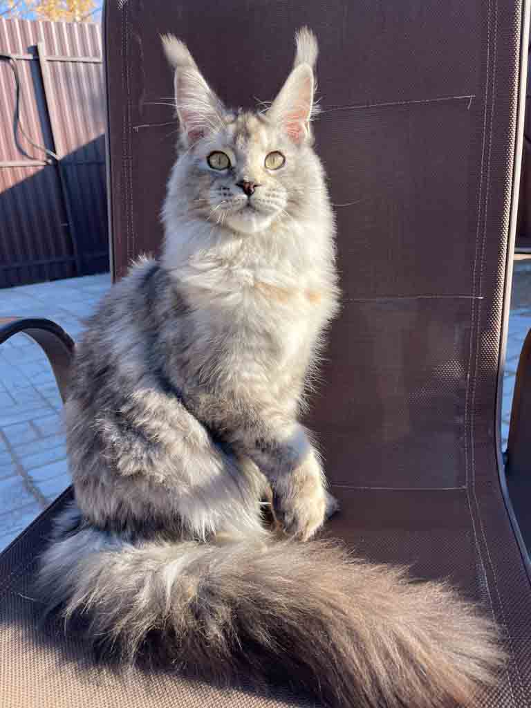 Black silver ticked tortoiseshell (fs 25) Maine Coon queen Unicum Obsession: long ear tufts, perfect health – UnicumCat