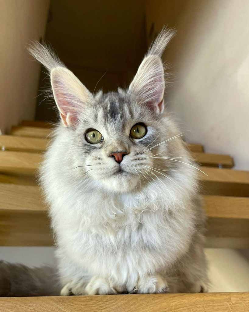 Black silver ticked tabby (ns 25) Maine Coon queen Unicum Zhanna: long ear tufts, perfect health – UnicumCat