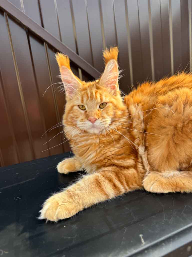 Red classic tabby (d 22) Maine Coon queen Unicum Vitaminka: long ear tufts, perfect health – UnicumCat
