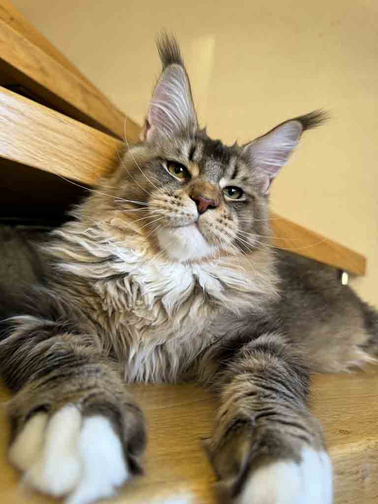 Black ticked tabby and white (n 09 25) Maine Coon king Unicum Maestro: massive body, huge ears, long lynx tips – UnicumCat