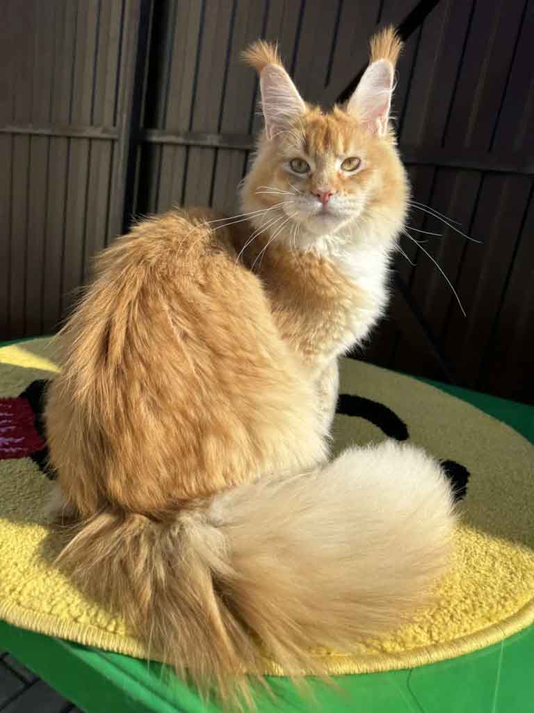 Red ticked tabby and white (d 09 25) Maine Coon queen Unicum Ustinya: long ear tufts, perfect health – UnicumCat