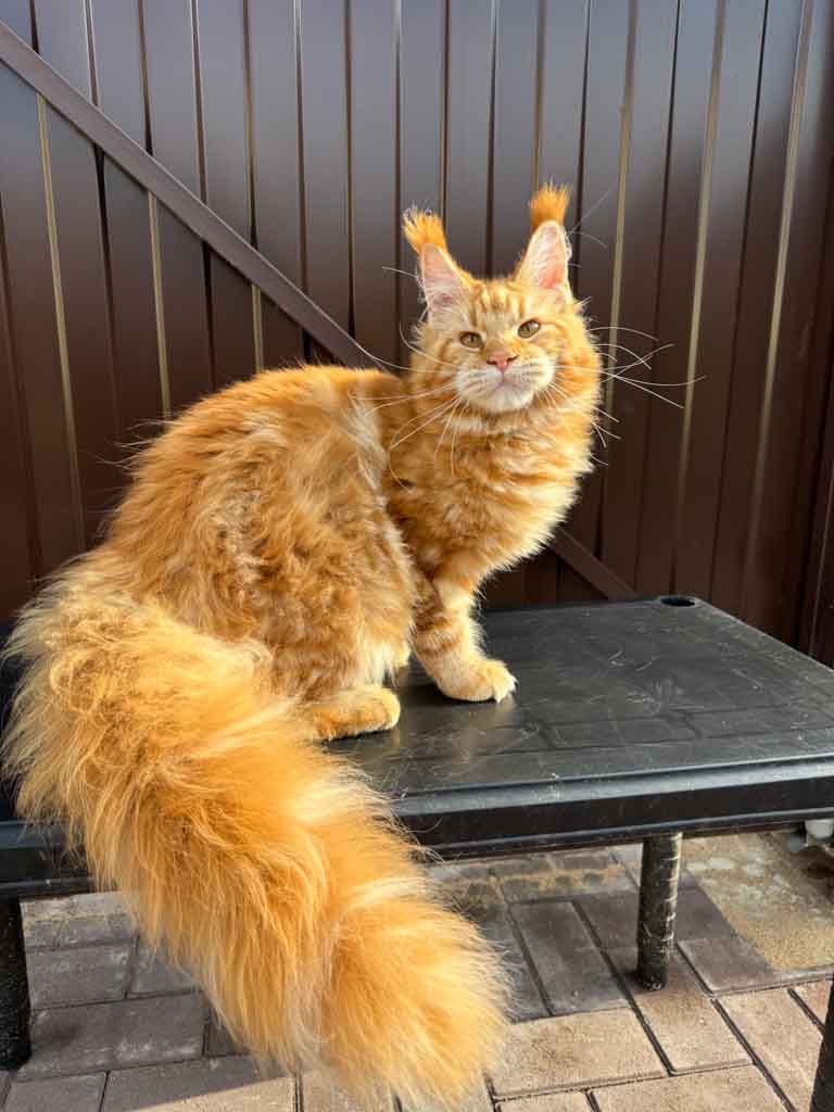 Red classic tabby (d 22) Maine Coon queen Unicum Viltaria: long ear tufts, perfect health – UnicumCat