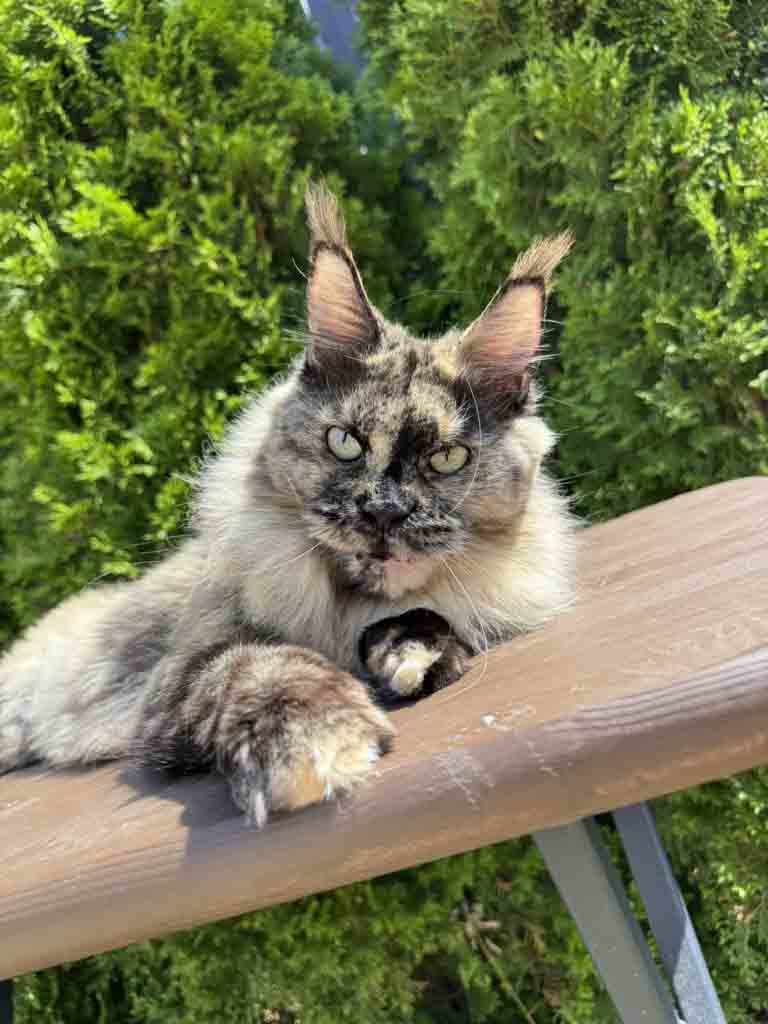 Tortoiseshell (f) Maine Coon queen Unicum My Heart: long ear tufts, perfect health – UnicumCat