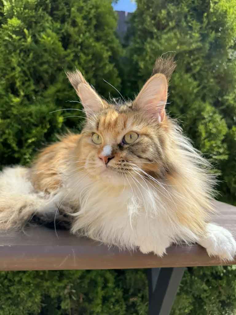 Tortoiseshell classic tabby and white (f 09 22) Maine Coon queen Unicum Skazka: long ear tufts, perfect health – UnicumCat