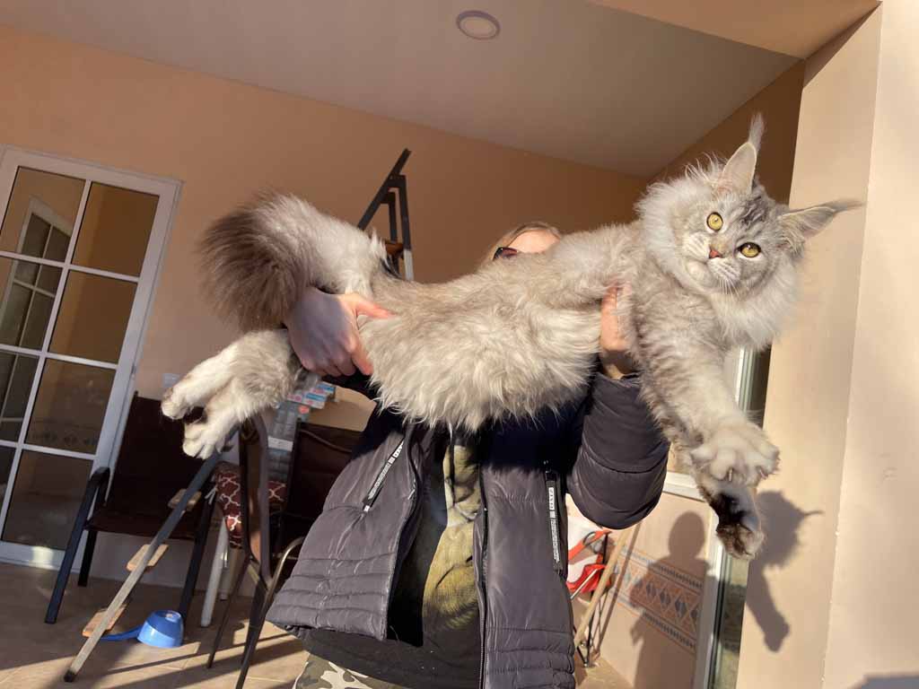Black silver ticked tabby (ns 25) Maine Coon queen Unicum Zhanna: long ear tufts, perfect health – UnicumCat