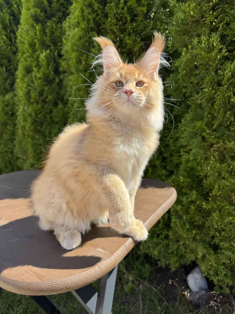 Red ticked tabby (d 25) Maine Coon King Unicum Fudge, born 2026-03-23 – UnicumCat cattery
