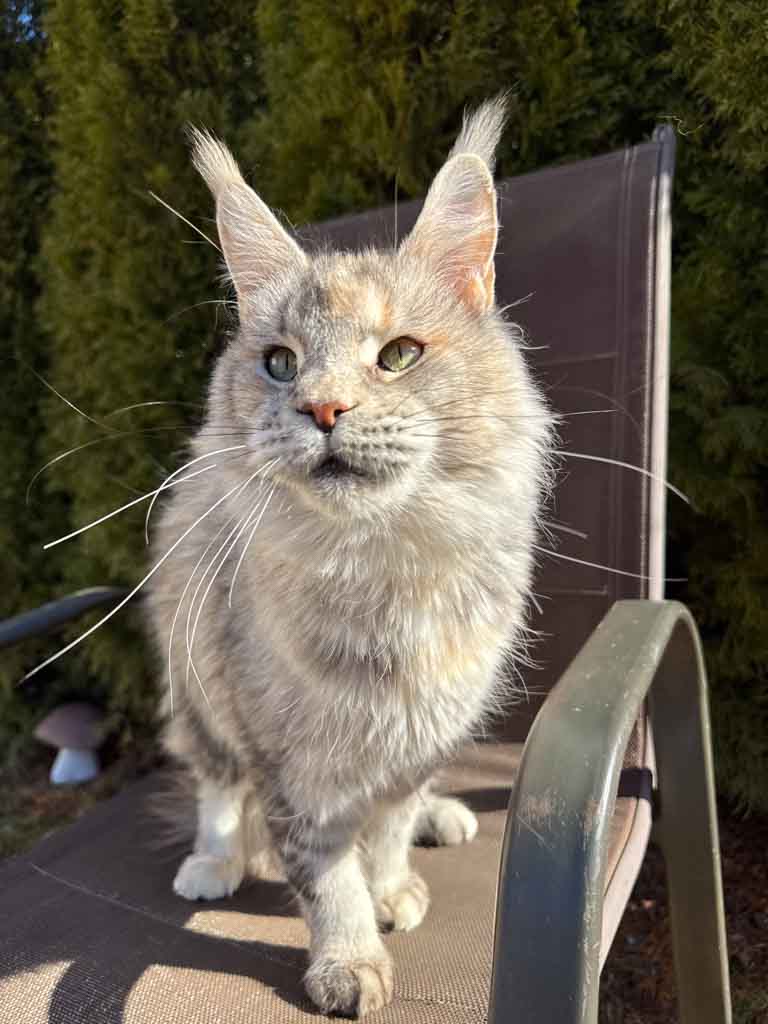 Black silver ticked tortoiseshell (fs 25) Maine Coon queen Unicum Just a Dream: long ear tufts, perfect health – UnicumCat