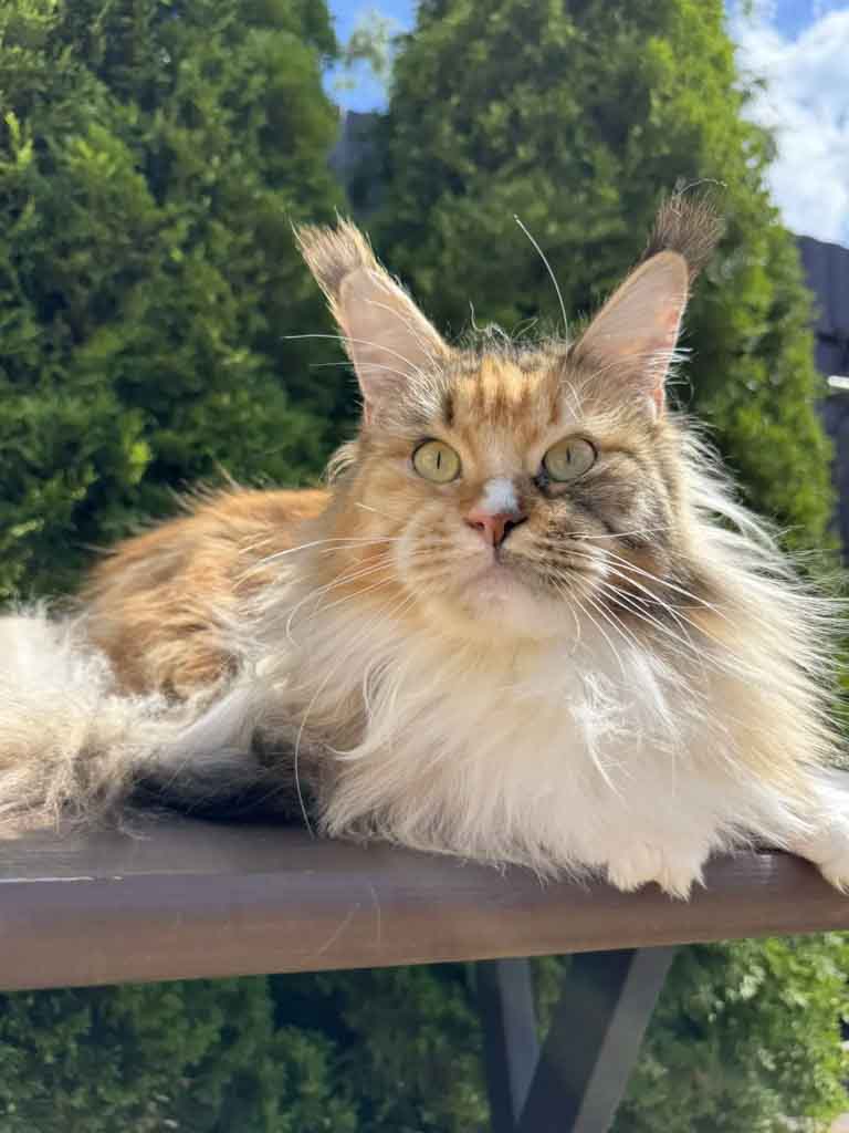 Tortoiseshell classic tabby and white (f 09 22) Maine Coon queen Unicum Skazka: long ear tufts, perfect health – UnicumCat