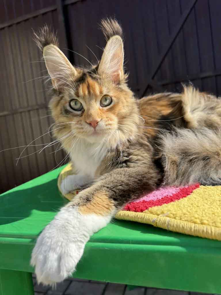 Tortoiseshell ticked tabby and white (f 09 25) Maine Coon queen Unicum Umila: long ear tufts, perfect health – UnicumCat