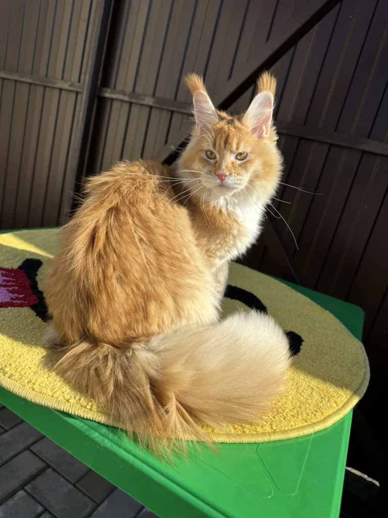 Red ticked tabby and white (d 09 25) Maine Coon queen Unicum Ustinya: long ear tufts, perfect health – UnicumCat