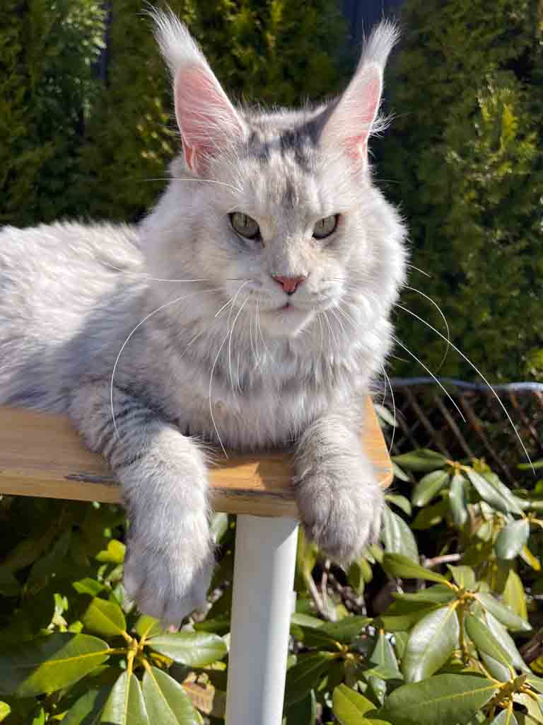 Black silver ticked tortoiseshell (fs 25) Maine Coon queen Unicum Ethereal Dream: long ear tufts, perfect health – UnicumCat