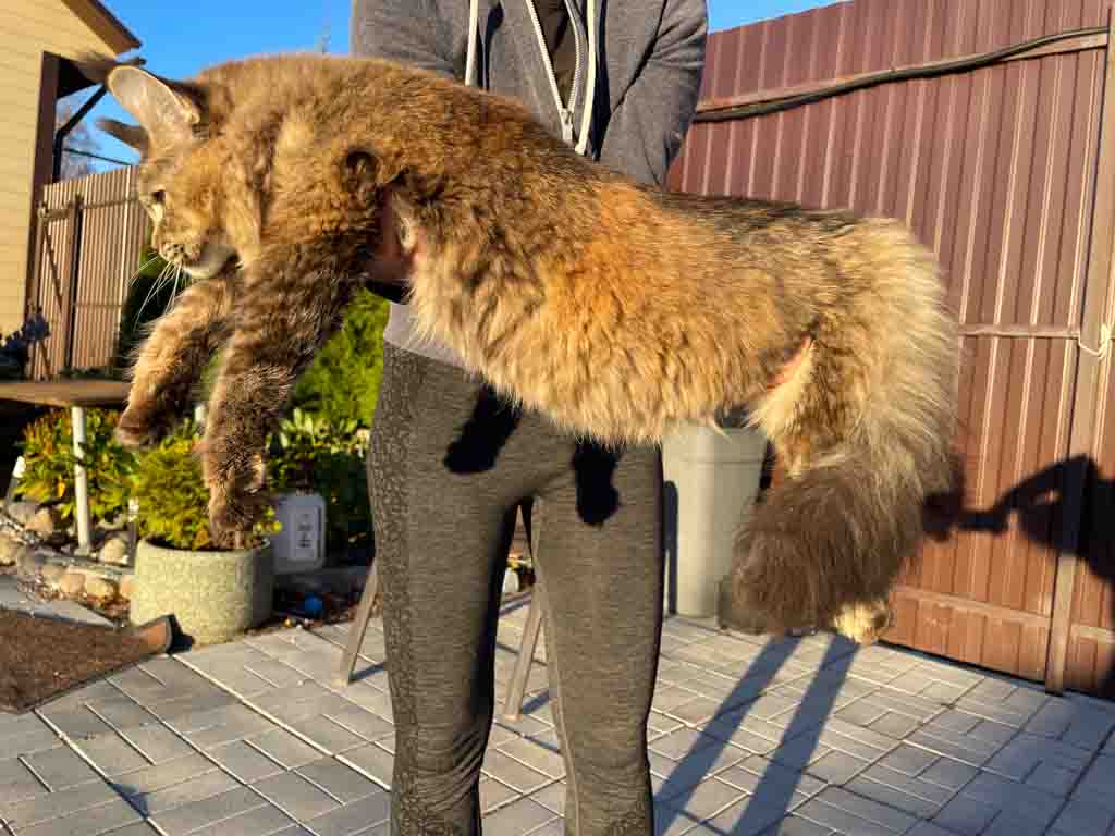 Black ticked tortoiseshell (f 25) Maine Coon queen Unicum Oh My Goodness: long ear tufts, perfect health – UnicumCat