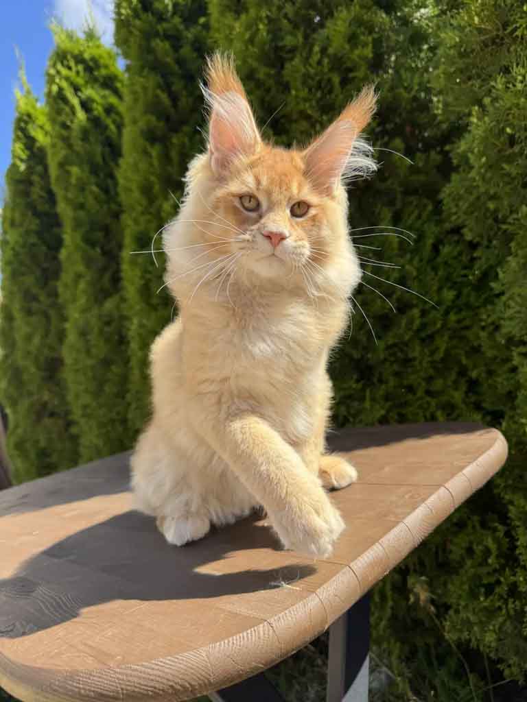Red ticked tabby (d 25) Maine Coon King Unicum Fudge, born 2026-03-23 – UnicumCat cattery