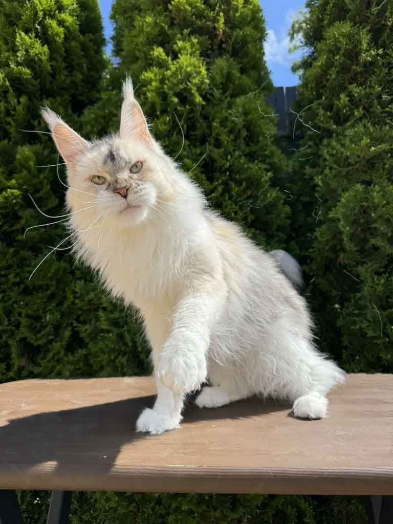 Black silver ticked tortoiseshell and white (fs 03 25) Maine Coon queen Unicum Pagani: long ear tufts, perfect health – UnicumCat