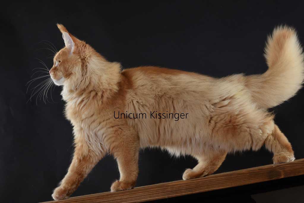 Red ticked tabby (d 25) Maine Coon king Unicum Kissinger: massive body, huge ears, long lynx tips – UnicumCat