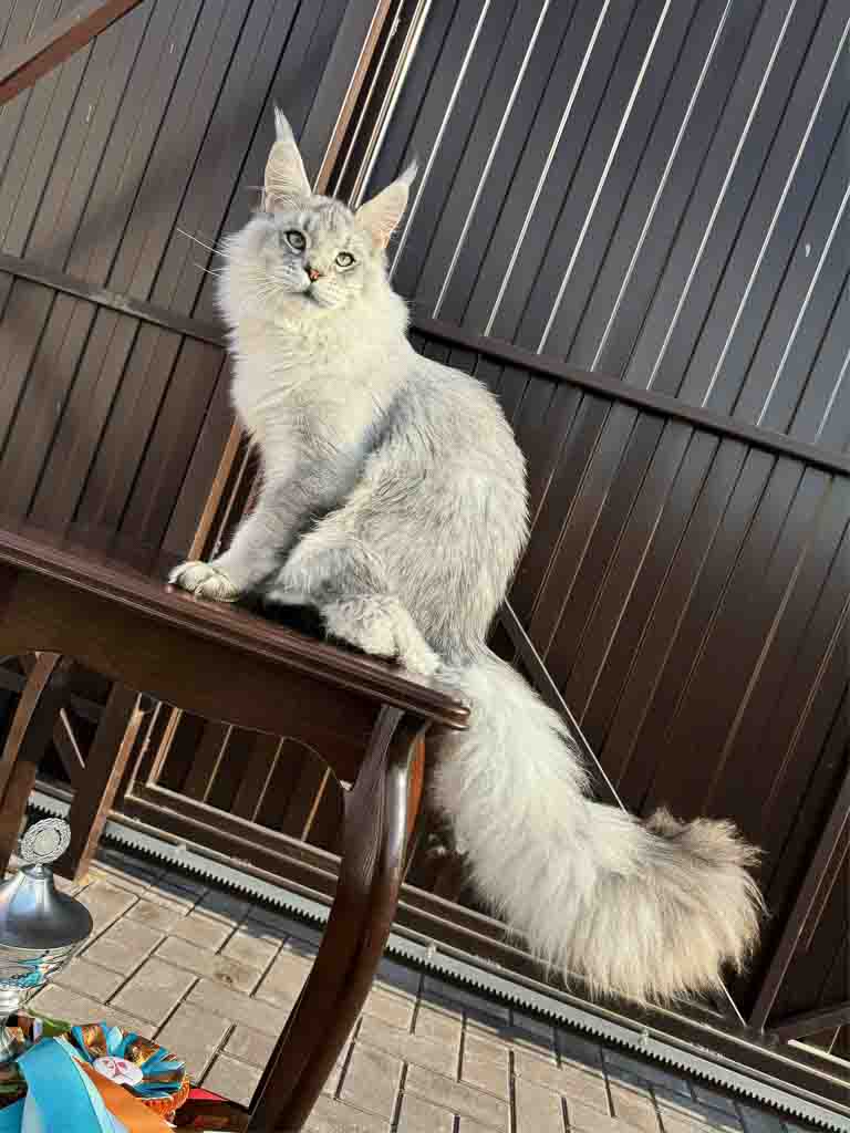 Black silver ticked tabby (ns 25) Maine Coon king Unicum Shaman: massive body, huge ears, long lynx tips – UnicumCat