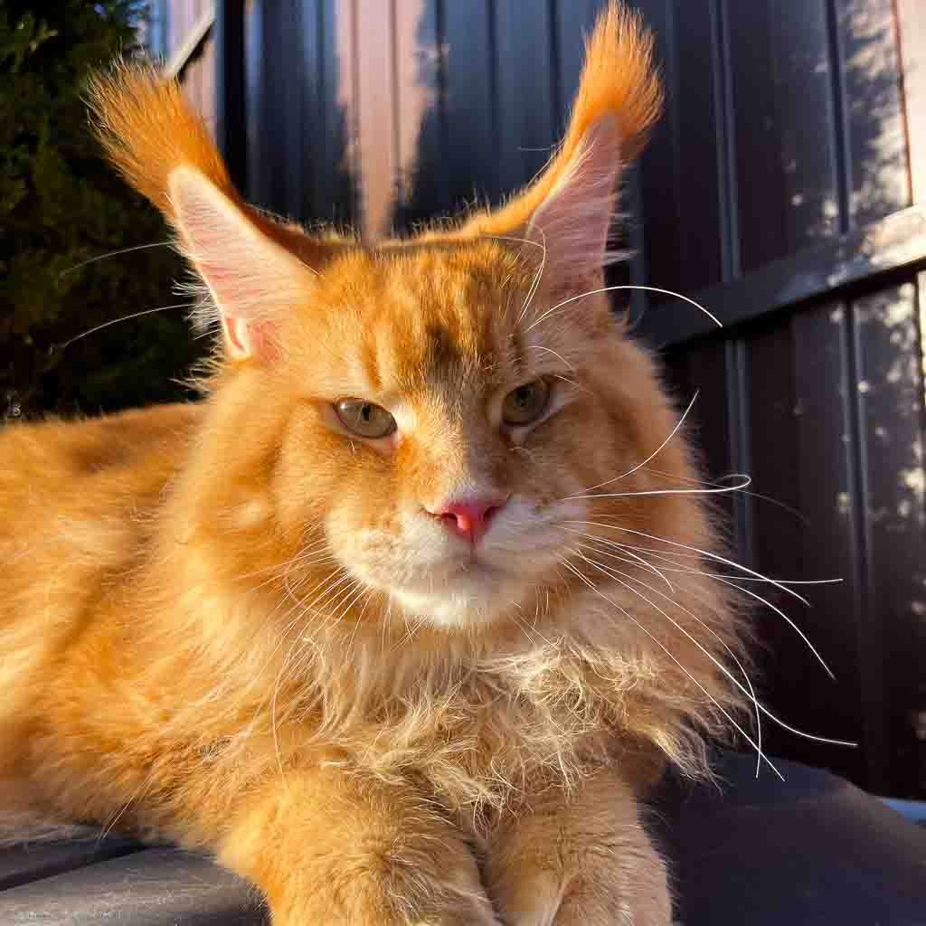 Red ticked tabby (d 25) Maine Coon king Unicum Morphine: massive body, huge ears, long lynx tips – UnicumCat