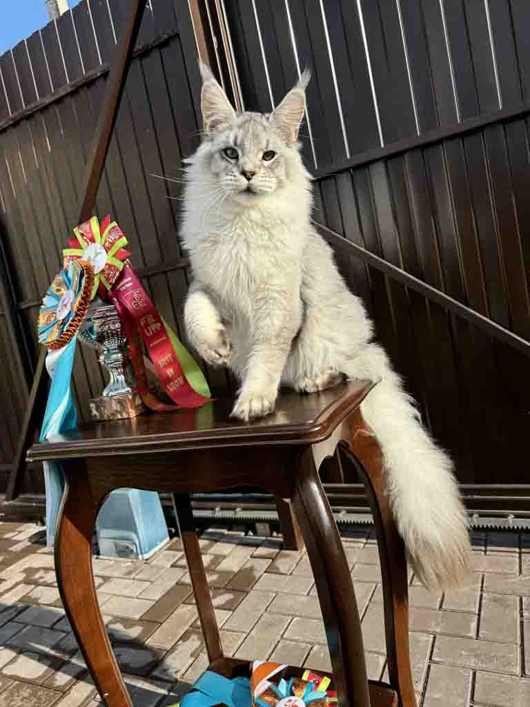 Black silver ticked tabby (ns 25) Maine Coon king Unicum Shaman: massive body, huge ears, long lynx tips – UnicumCat