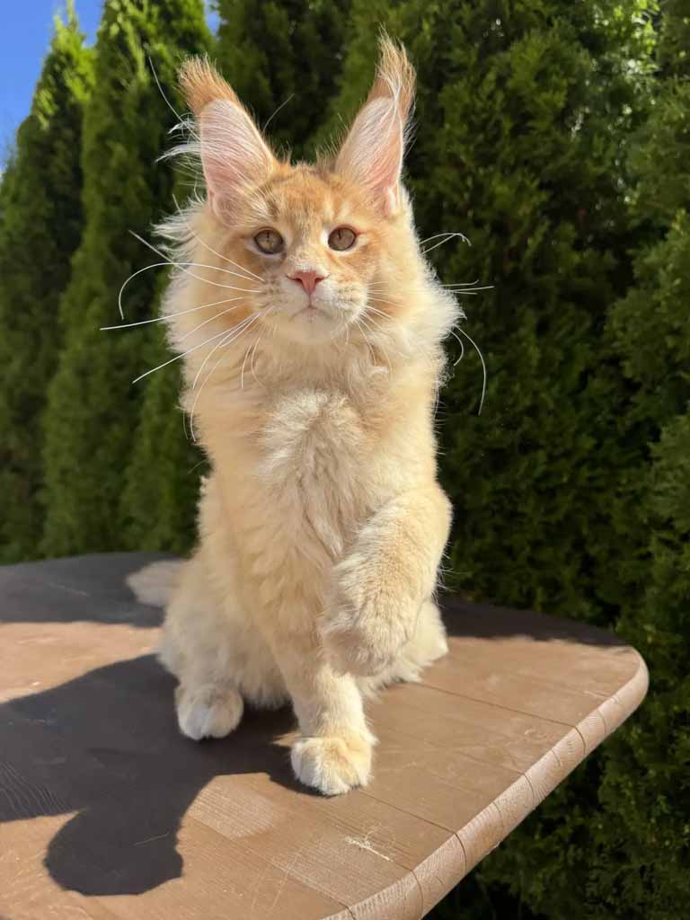 Red ticked tabby (d 25) Maine Coon King Unicum Fudge, born 2026-03-23 – UnicumCat cattery