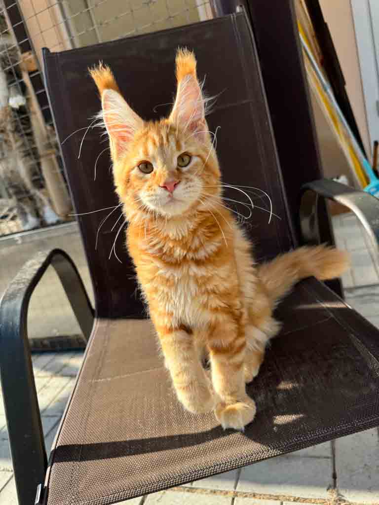 Red classic tabby (d 22) Maine Coon queen Unicum Vitaminka: long ear tufts, perfect health – UnicumCat