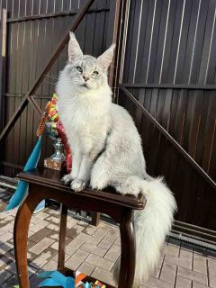 Unicum Shaman – giant Maine Coon stud | Black silver ticked tabby (ns 25) | UnicumCat