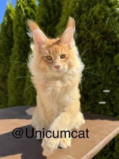 Unicum Fudge – Maine Coon kitten for sale | Red ticked tabby (d 25) | Unicum